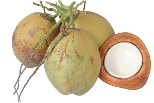kelapa3